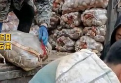 网友爆料土豆生芽视频