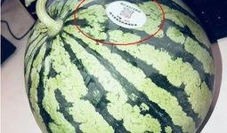 最近有没有什么网红瓜吃,笑料连连等你来吃！