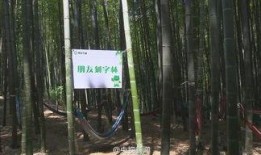 竹林小区新闻爆料视频,揭秘社区热点事件背后的真相