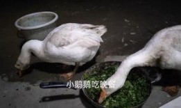 吃瓜鹅视频爆料,揭秘娱乐圈最新热点事件