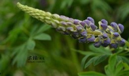 鲁冰花在线观看,在线重温那段纯真岁月