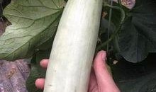 吃西湖瓜的网红,西湖瓜的美味诱惑，一瓜难求的夏日风情
